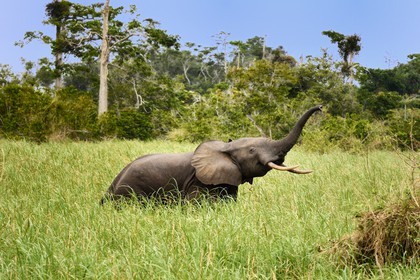 Gabon, province de Ogooué- Maritime, Parc National du Loango, site de Akaka dans la lagune du Fernan Vaz (Nkomi), éléphant de forêt d'Afrique (Loxodonta cyclotis)