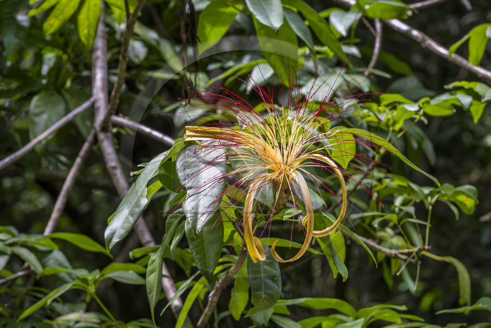 France, Guyane, Kourou, camp Maripas dans la forêt tropicale, fleur de Pachira aquatica ou Cacao-rivière en créole guyanais dans une crique, petite rivière, affluent du fleuve Kourou