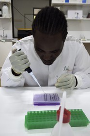Namibie, Otjiwarongo, Cheetah Conservation Fund, centre de recherche et d'éducation, Life Technologies Conservation Genetics Laboratory, pipetage pour analyse ADN par Hafeni