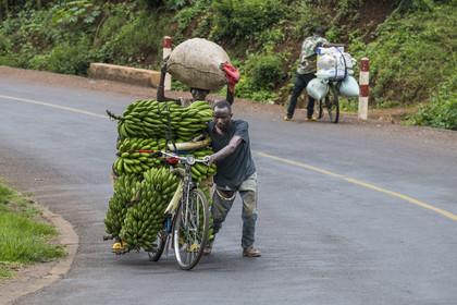 Rwanda, Province de l’Est, Kabarondo, transport de régime de bananes plantain sur bicyclette sur la route de l'Akagera, les bicyclettes sont le principal moyen de transport local