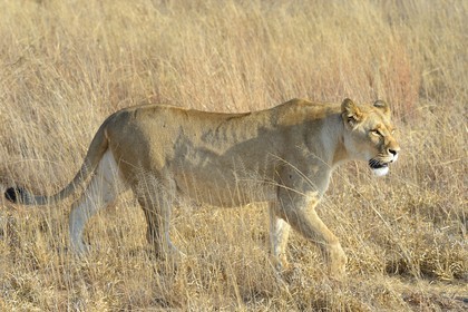 Zimbabwe, province des Midlands, Gweru, Antelope Park qui abrite ALERT (African Lion and Environmental Research Trust), Zone 2, une des quatre jeunes lionnes (panthera leo) qui sera relachée en clan dans un parc national pour le repeupler