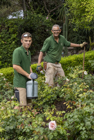 France, Alpes-Maritimes (06), Saint Jean Cap Ferrat, Villa et Jardins Ephrussi de Rothschild, deux jardiniers entrain de travailler dans les roses