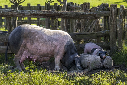 France, Pyrénées-Atlantiques (64), Pays-Basque, vallée des Aldudes, élevage en plein air Pierre Oteiza de porcs basques de race pie noir pour la production du jambon Kintoa AOC, cochette (jeune truie) et porcelets