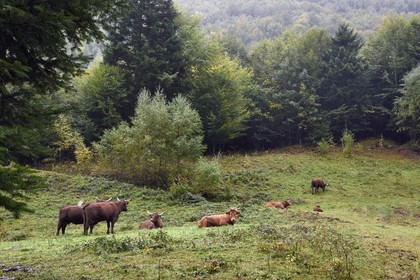 France, Haut-Rhin (68), Parc naturel régional des ballons des Vosges, vallée de Storckensohn à l'ouest de Fellering, troupeau de vaches en bordure de la forêt