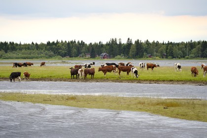 Suède, Comté de Vasterbotten, Umea, troupeau de vache en bordure de la rivière Ume (Umeälven)