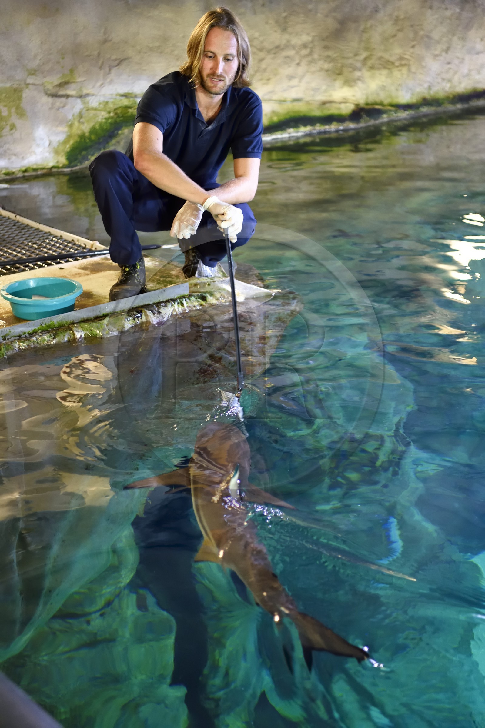 France, Pyrénées-Atlantiques (64), Pays-Basque, Biarritz, l'Aquarium - le Musée de la Mer, Jean Baptiste Nurenberg nourrissant les requins