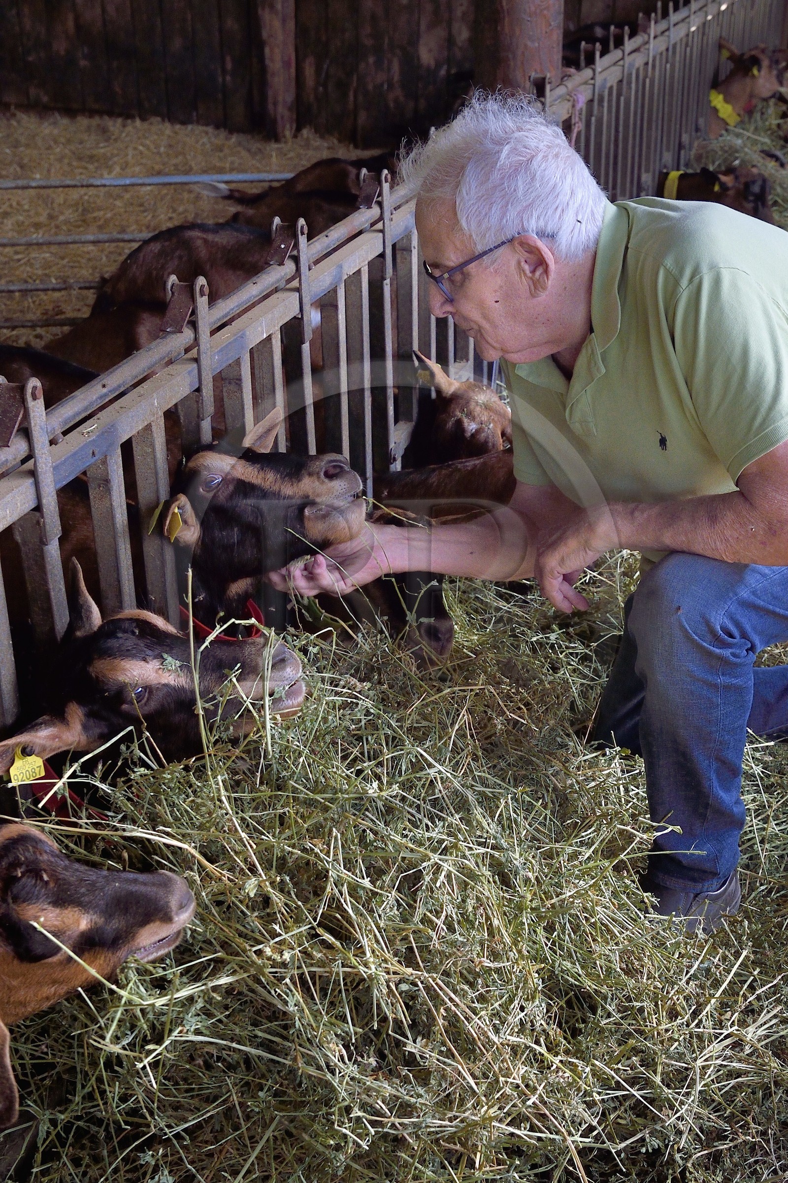 France, Var (83), La Dracénie, village de Châteaudouble, ferme fromagère La Pastourelle