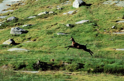 France, Alpes-Maritimes (06), Fontanalbe, parc national du Mercantour, Vallée des Merveilles, chamois