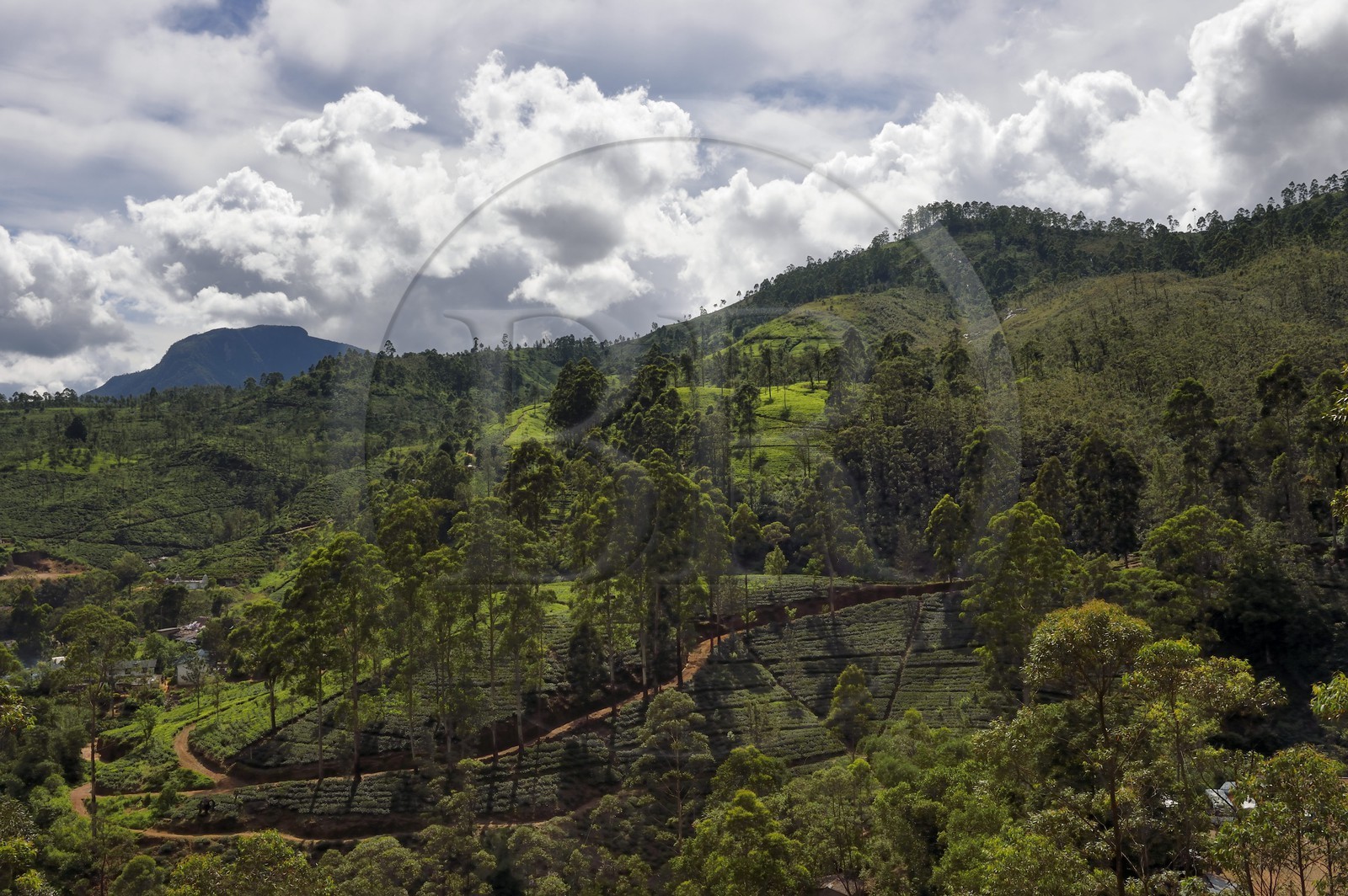 Sri Lanka, province du centre, Dalhousie, plantation de thé