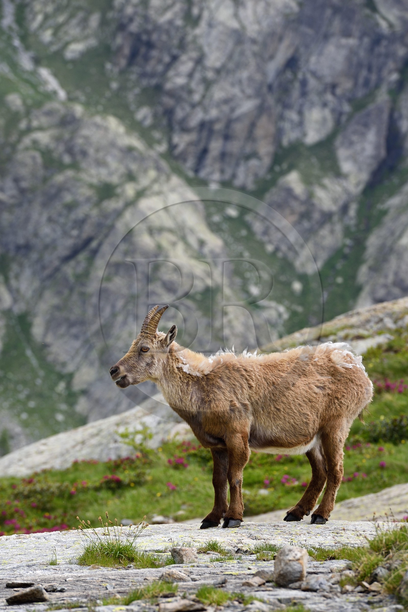 France, Alpes-Maritimes (06), parc national du Mercantour, vallée de la Valmasque, étagne, bouquetin (Capra ibex) femelle des Alpes