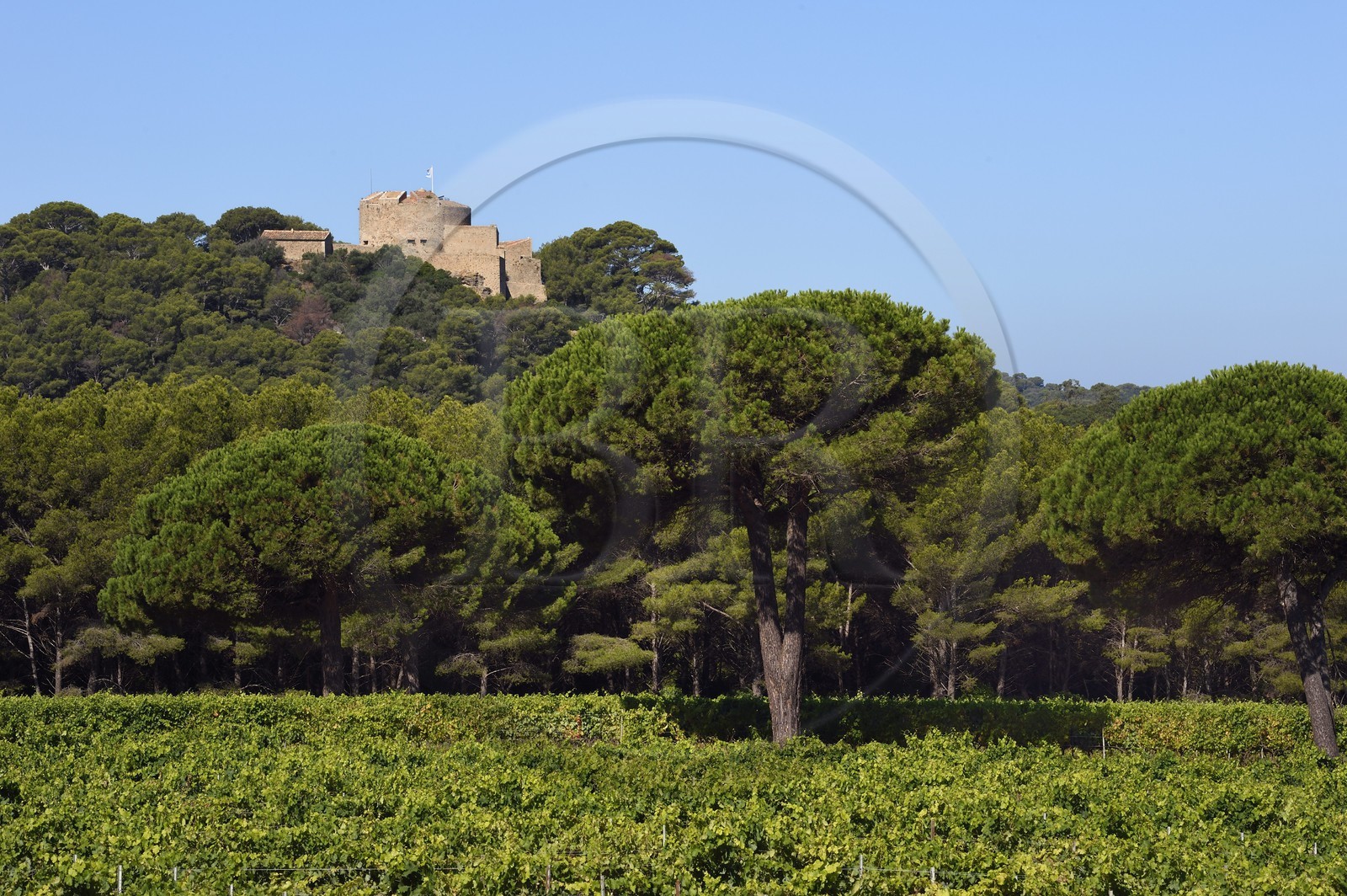 France, Var (83), Iles d'Hyères, parc national de Port Cros, Ile de Porquerolles, les vignes de la plaine de la Courtade dominées par le Fort Sainte Agathe