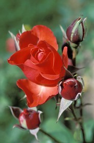 France, une rose rouge