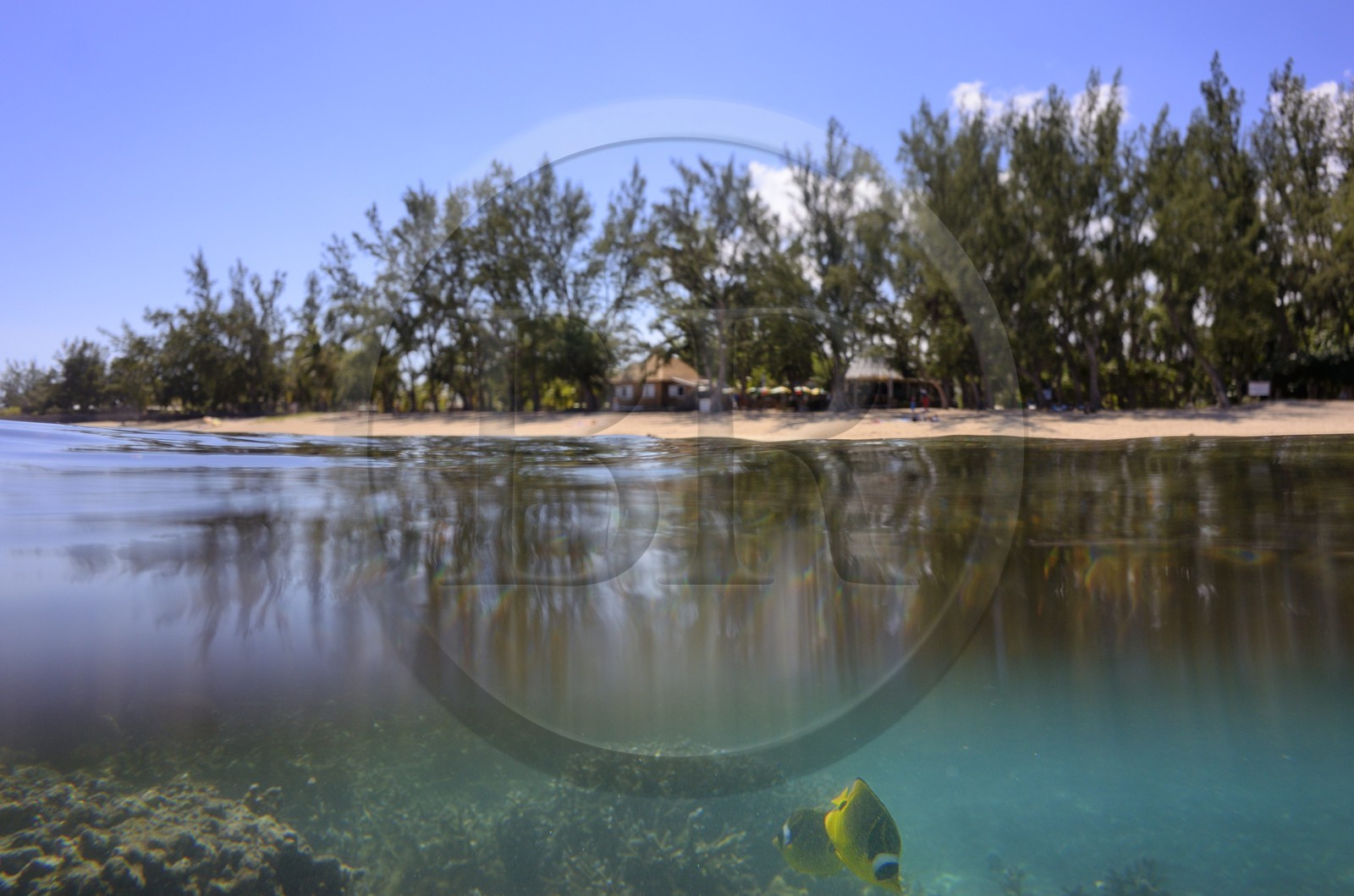 France, Ile de la Reunion, côte ouest, Saint-Gilles-Les-Bains (commune de Saint-Paul), plage de l'Ermitage bordée par les philéas et son récif corallien du lagon (vue sous-marine)