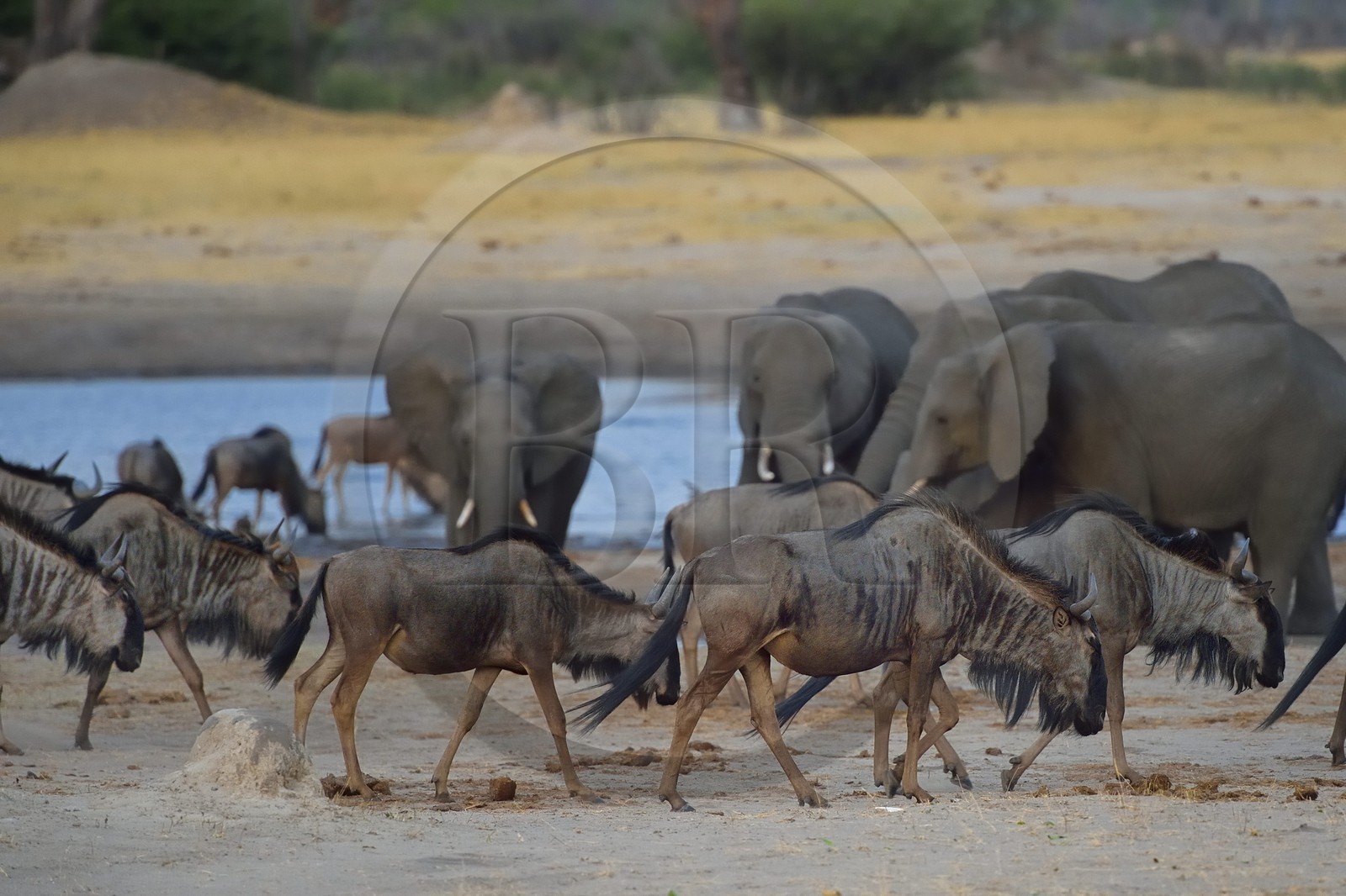 Zimbabwe, province de Matabeleland septentrional, parc national Hwange, gnous bleus (Connochaetes taurinus)