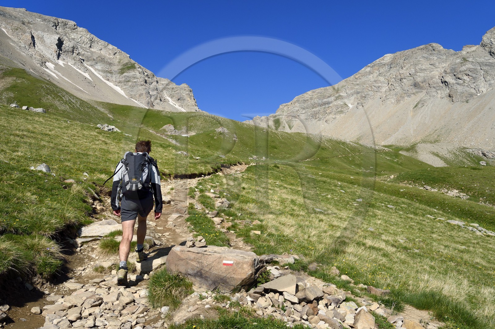 France, Alpes-de-Haute-Provence (04), Uvernet-Fours, parc national du Mercantour, vallée de l'Ubaye, col de la Cayolle (2326 m), sentier de randonnée qui grimpe à travers la pelouse alpine sur le circuit des lacs sous le sommet de la montagne du Trou de l’Aigle