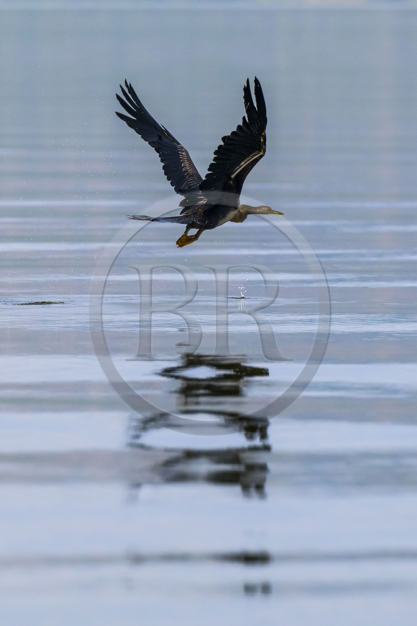 Rwanda, Akagera National Park, African darter (Anhinga rufa) flying over lake Ihema