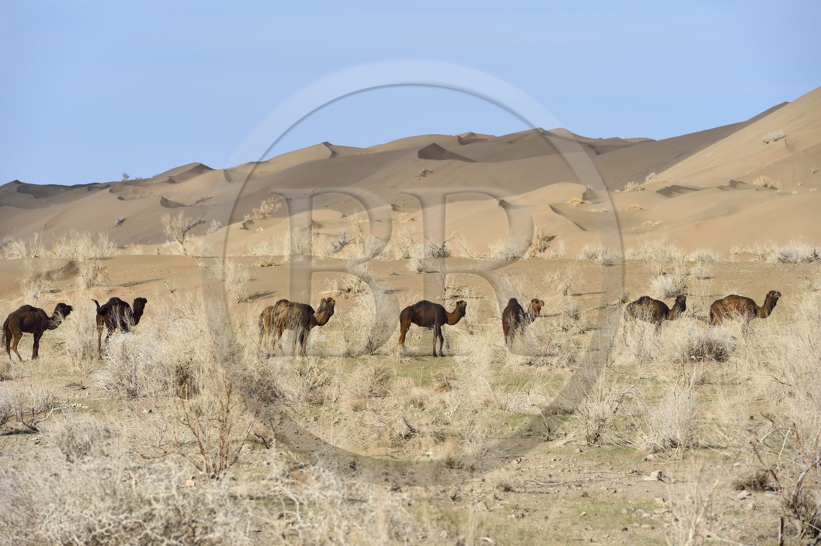 Iran, Province d'Ispahan, désert du Dasht-e Kavir, Mesr dans la région de Khur et Biabanak, dromadaires (Camelus dromedarius) au pied des dunes de sable