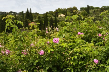France, Alpes-Maritimes (06), Mouans-Sartoux non loin de Grasse, Jardins du Musée International de la Parfumerie, rose Centifolia