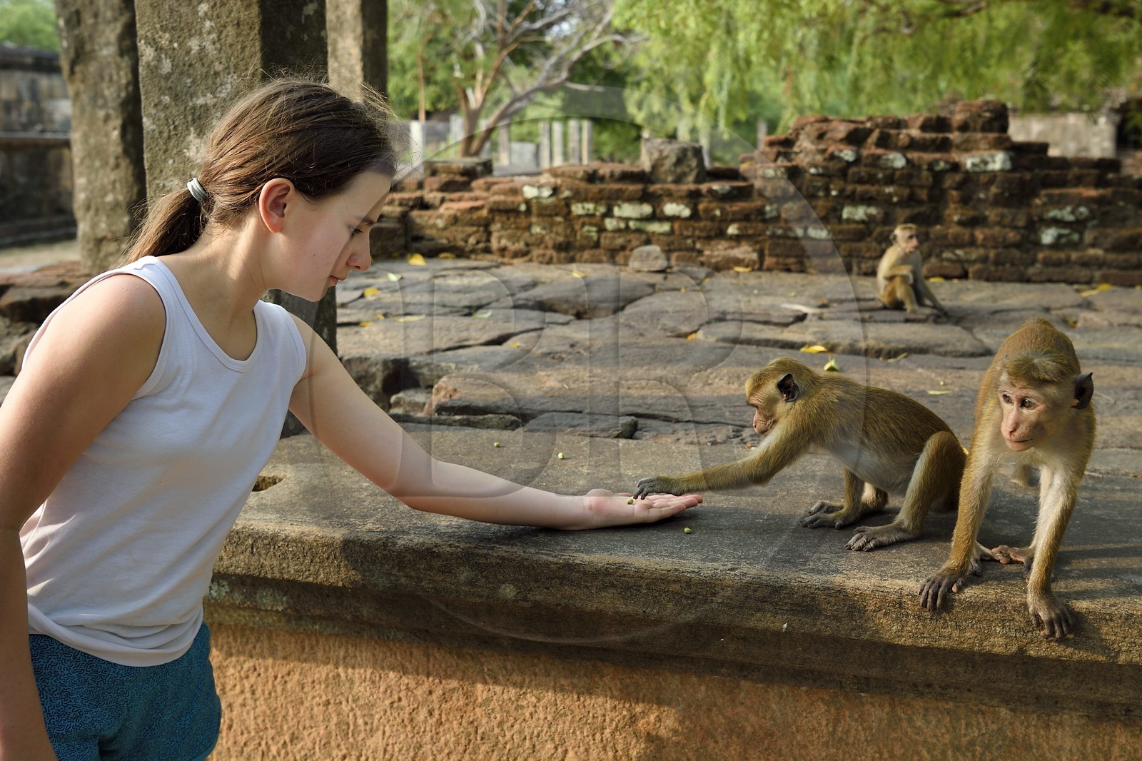Sri Lanka, province du Centre-Nord, Polonnaruwa, l'ancienne capital du pays (XIe au XIIIe siècle) est classée au Patrimoine Mondial de l'UNESCO, terrasse de la relique de la Dent (Dala Maluwa), rencontre avec des macaques