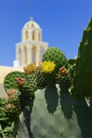 Grèce, Les Cyclades, mer Égée, île de Santorin (Thira ou Théra), village de Oia, figuier de barbarie