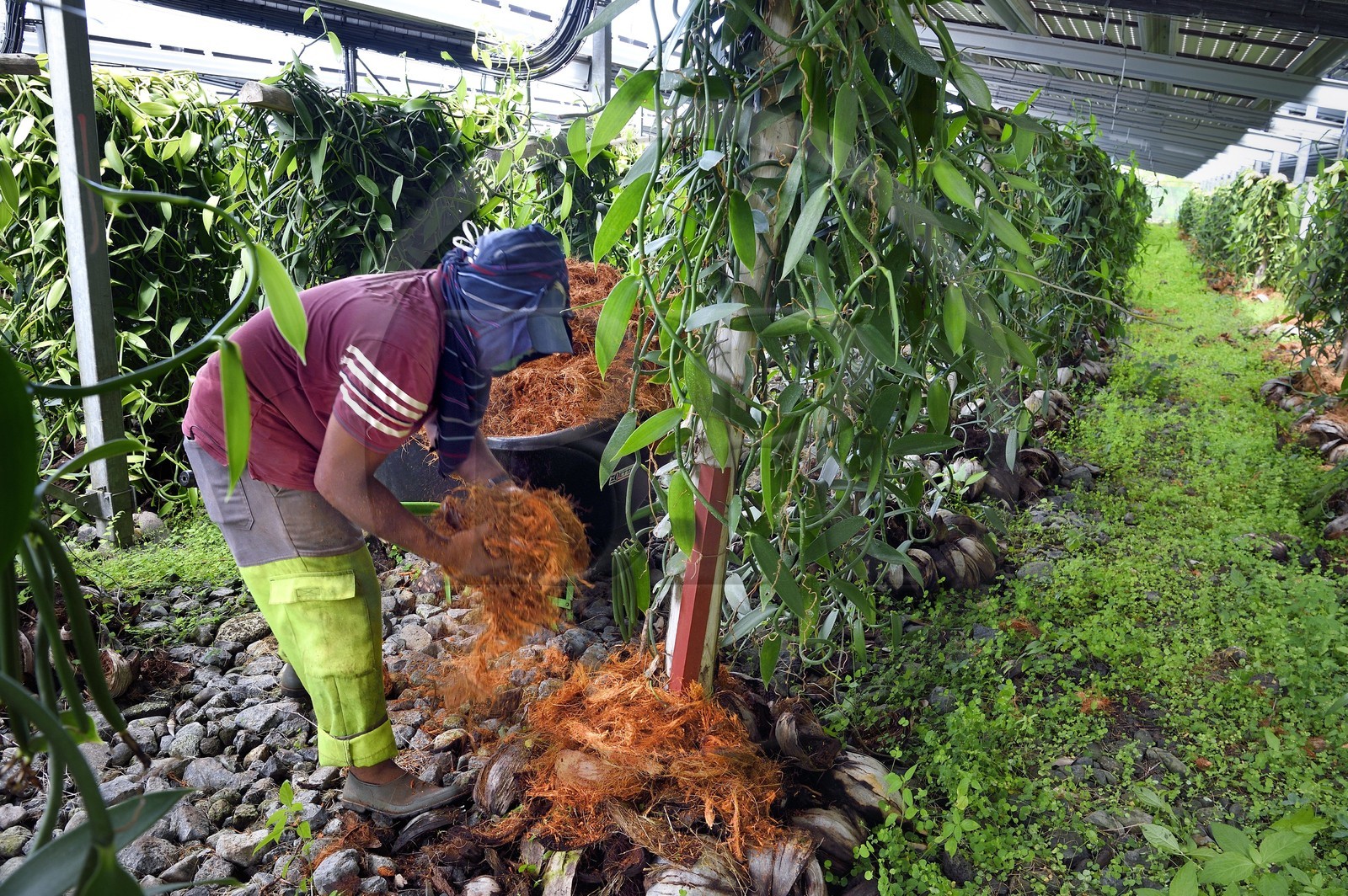 France, Ile de la Reunion, Saint-Louis, Domaine de Bellevue, producteur de vanille Planifolia biologique issues d'orchidées cultivées sous cinq hectares de panneaux photovoltaïques qui permettent d'alimenter plus de 1 800 foyers en électricité