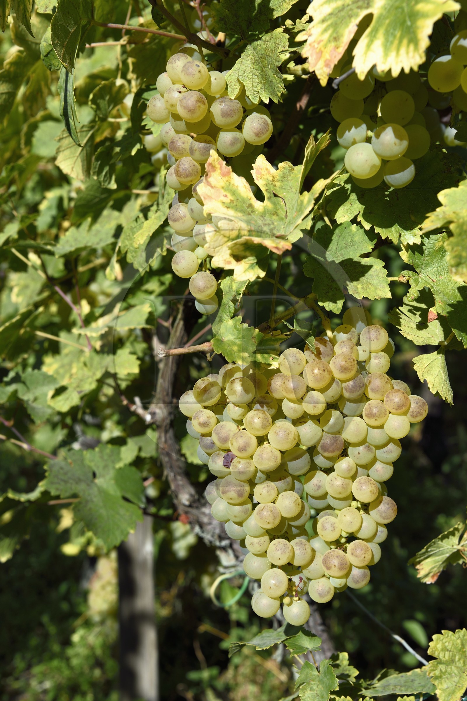 France, Haut-Rhin (68), Route des vins d'Alsace, Riquewihr, labellisé Les Plus Beaux Villages de France, grappe de raisin dans le vignoble