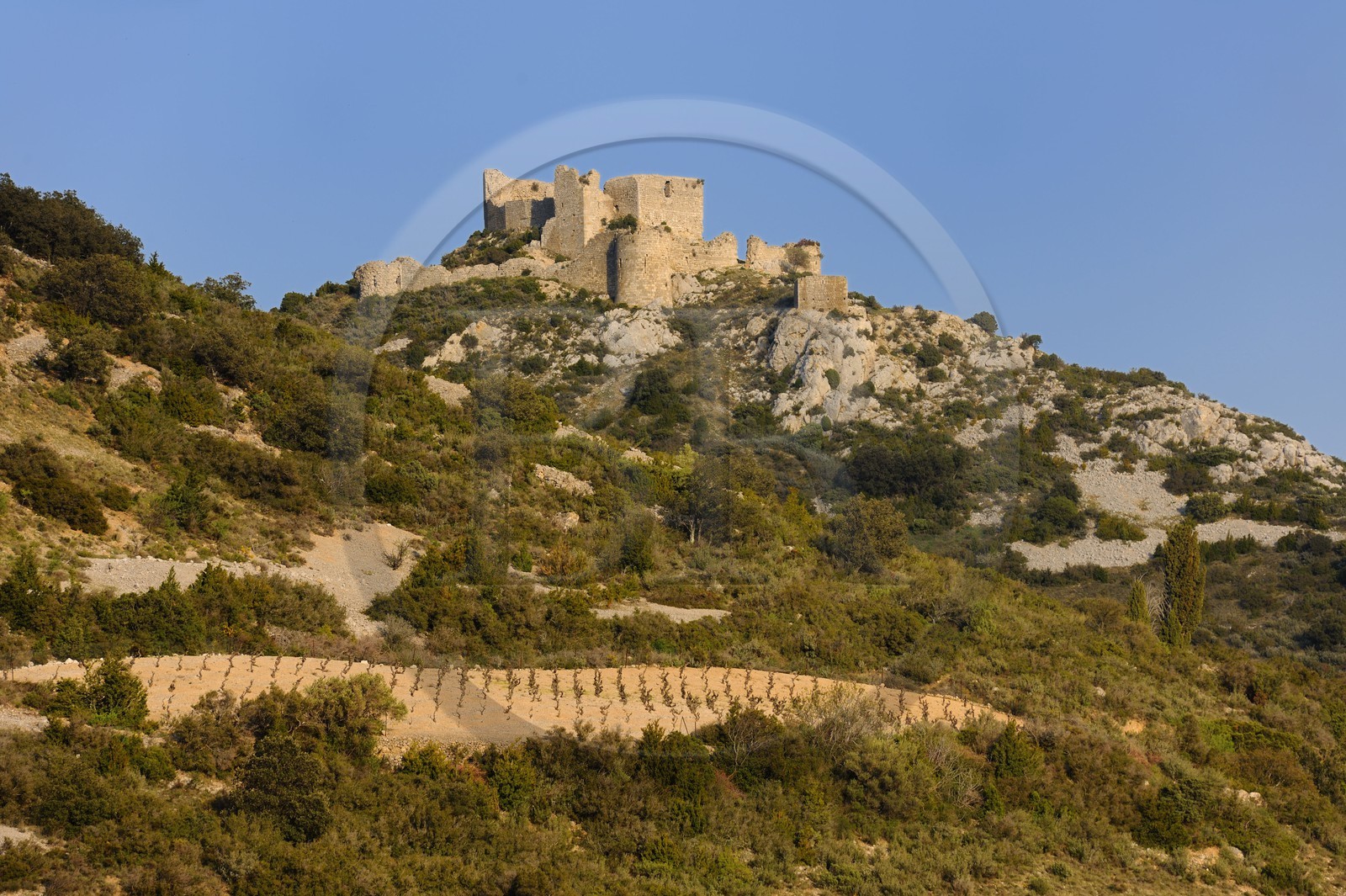 France, Aude (11), ruines du château cathare d’Aguillar dominant les vignes de Tuchan dans les Corbières