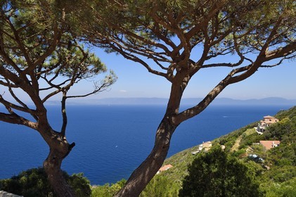 France, Var (83), Iles d'Hyères, Parc national de Port Cros, Ile du Levant, domaine naturiste d'Héliopolis, villas avec vue sur le continent