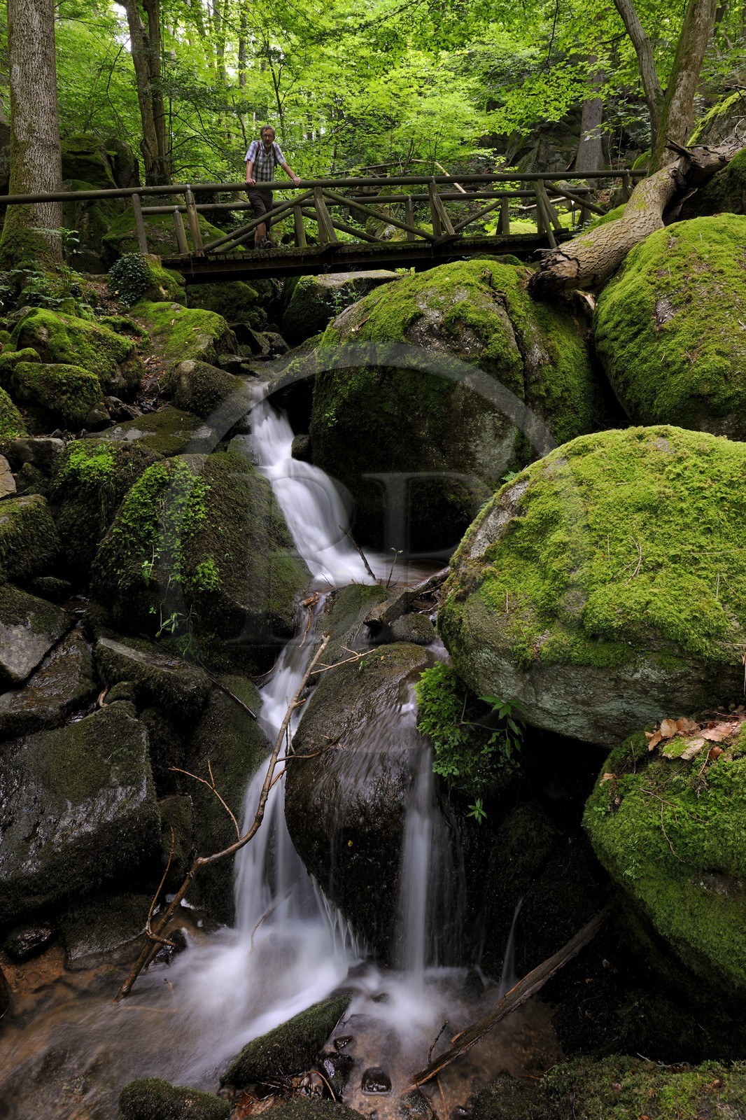 Allemagne, Forêt Noire, Schwartzwald, Bade-Würtemberg, Sasbachwalden, succession de petites cascades dans un sous-bois menant au sommet du Bischenberg
