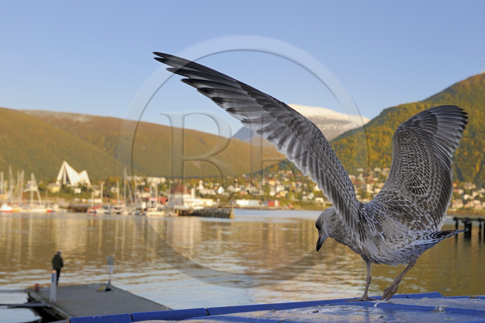 Norway, Troms County, Tromso harbour in Tromsesundet Fjord, the Arctic Cathedral and Tromsdalstind Mount (1238 m) in the background