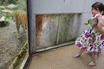 France, Haut-Rhin (68), Mulhouse, parc zoologique et botanique, tigre de Sibérie ou tigre de l'Amour (Panthera tigris altaica)