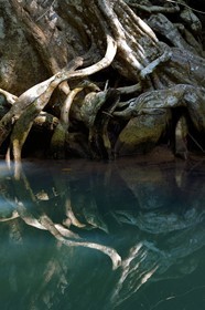 Caraïbes, Ile de la Dominique, Portsmouth, les rives de l'Indian River, sang-dragon (Pterocarpus officinalis)