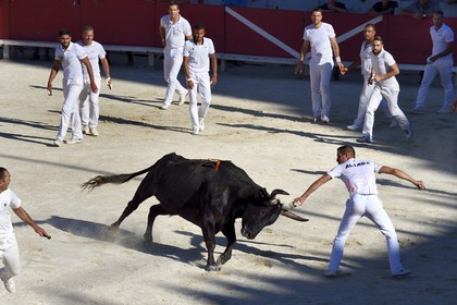 France, Bouches-du-Rhône (13), Arles, la course camarguaise  de la Cocarde d'Or aux Arènes, raseteur tentant d'attraper les attributs primés sur les cornes du taureau
