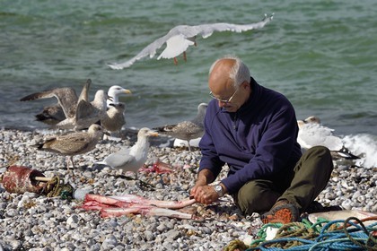 France, Seine-Maritime (76), Côte d'Albâtre, Pays de Caux, Yport, port d'echouage sur la plage, le pecheur Alain Moulin vidant un requin-hâ (Galeorhinus galeus)