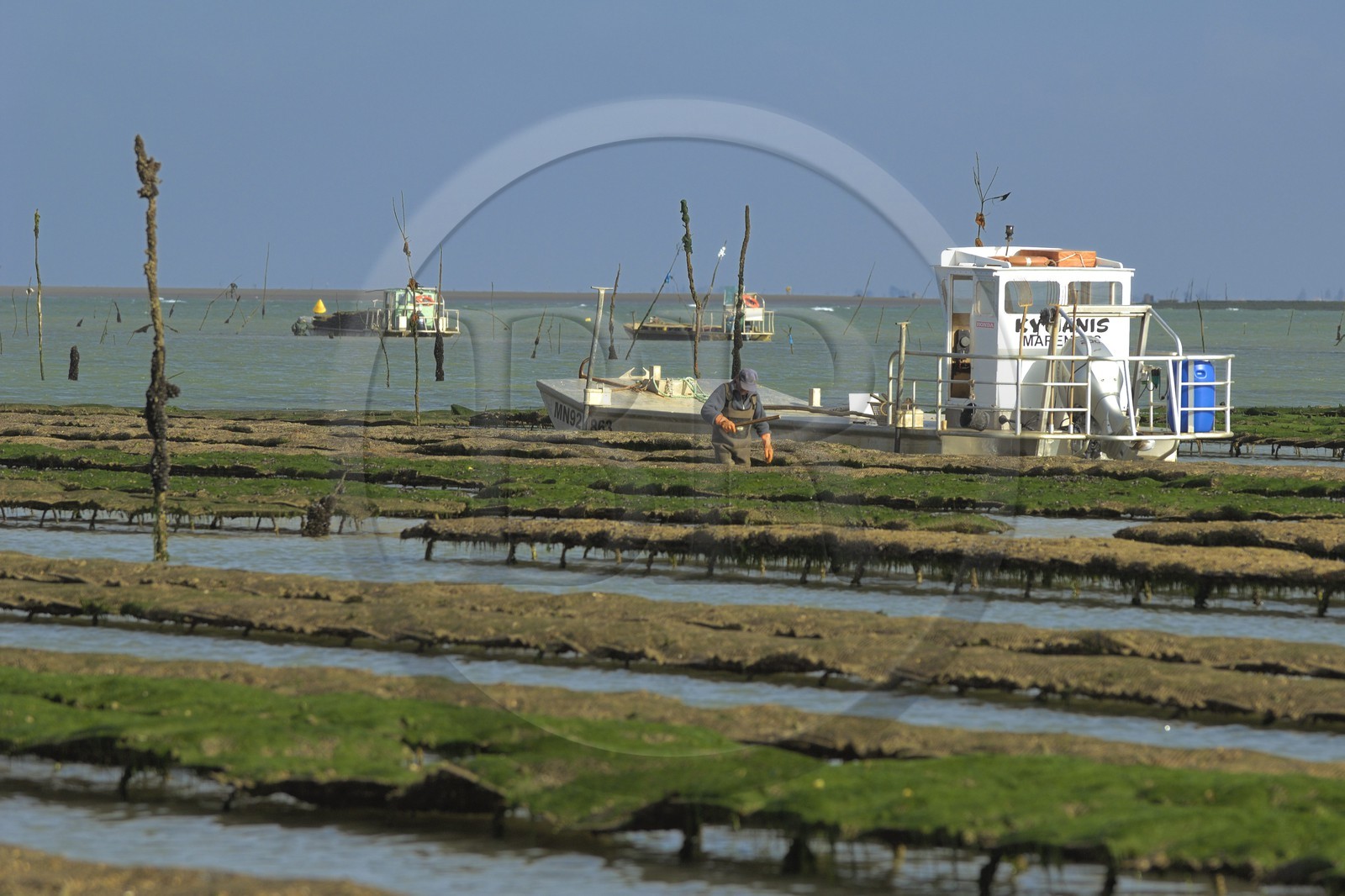 France, Charente-Maritime (17), le bassin Marrennes-Oléron au large de l'Ile d'Oléron, chaland dans les parcs à huîtres