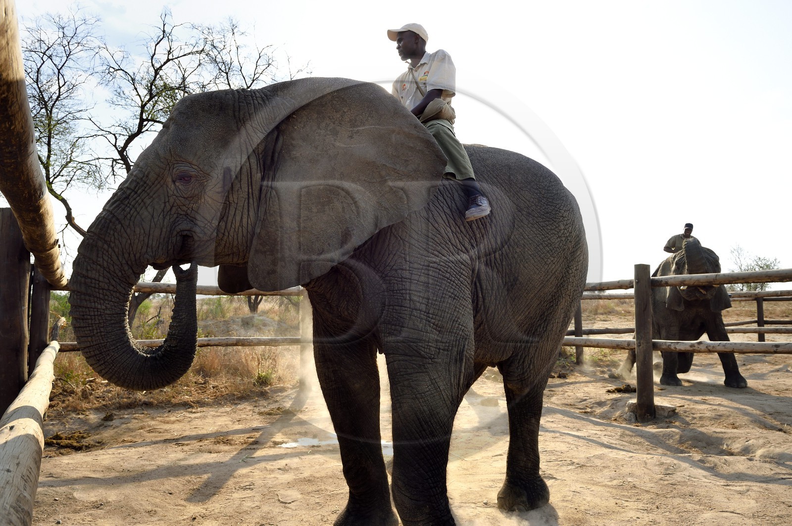 Zimbabwe, province des Midlands, Gweru, Antelope Park, éléphant d'Afrique (Loxodonta africana), le parc héberge une troupe d'éléphants avec lesquels de nombreuses activités sont proposées dont le safari à  dos d'éléphant