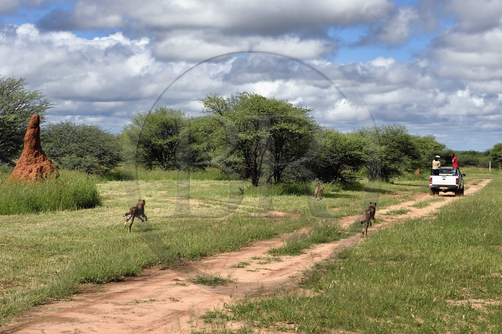 Namibia, Otjiwarongo, Cheetah Conservation Fund, research and education centre, cheetahs (Acinonyx jubatus), feeding from a moving pick-up, the purpose of the exercise is to keep them in shape