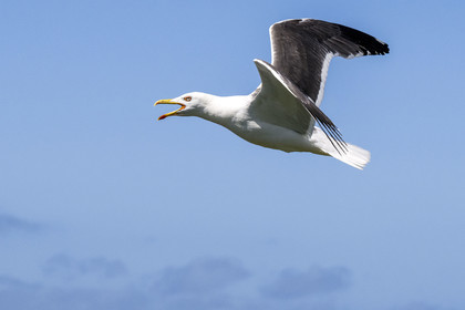 France, Finistère, Abers Country (Pays des Abers), Ile Vierge (Virgin Island) in the Lilia archipelago, sea gull