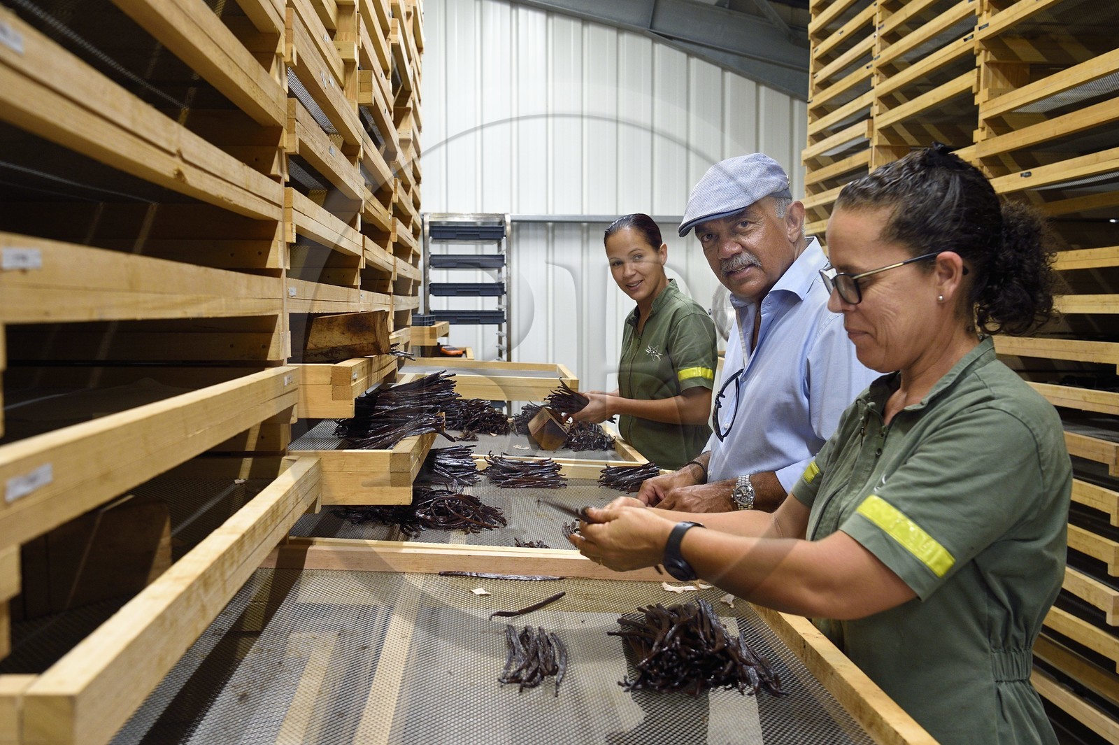 France, Ile de la Reunion, Saint-Louis, Domaine de Bellevue, producteur de vanille biologique, calibrage des gousses de vanille