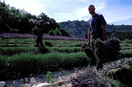 France, Vaucluse (84), Lubéron, commune de Gordes, moines de l' abbaye de Sénanque pendant la récolte de la lavande