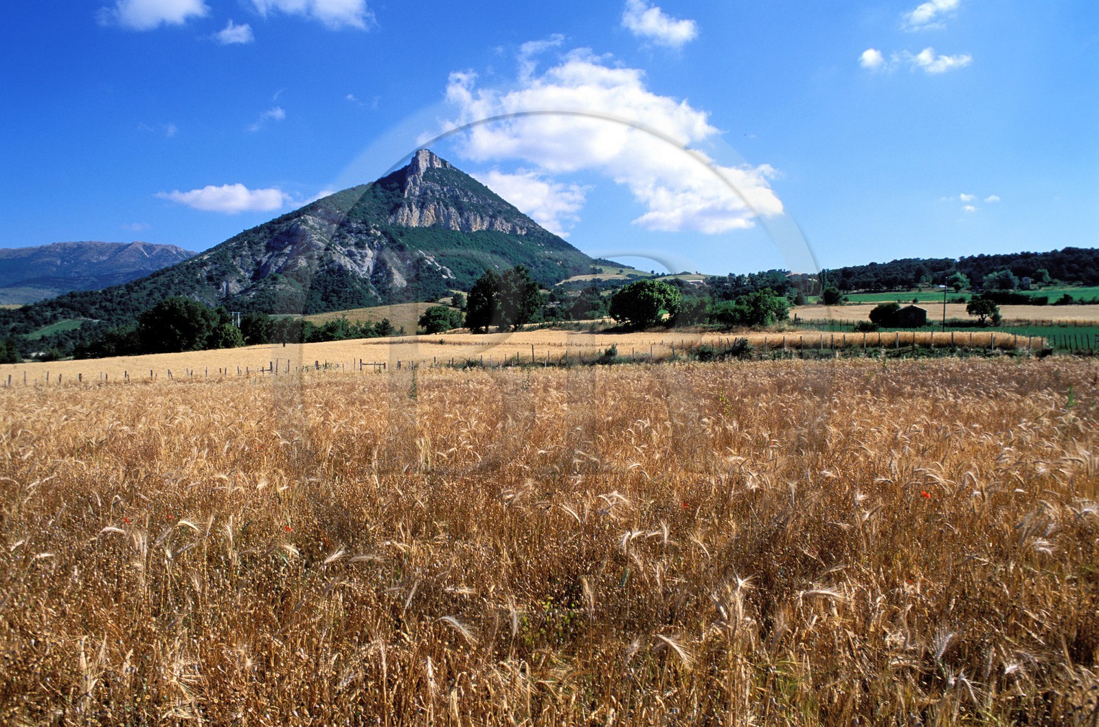 France, Hautes-Alpes (05), Pays du Buëch, un champ de blé et la montagne Risou près de Saint-André-de-Rosans