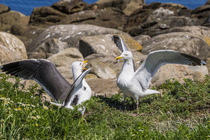 France, Finistère (29), Pays des Abers, Ile Vierge dans l'archipel de Lilia, goélands