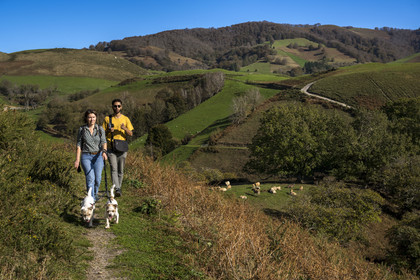 France, Pyrénées-Atlantiques (64), Pays-Basque, vallée des Aldudes, promeneurs et vaches sur la colline d'Elizamendi au dessus du village d'Urepel, le Kintoa (le pays Quint) en arrière plan