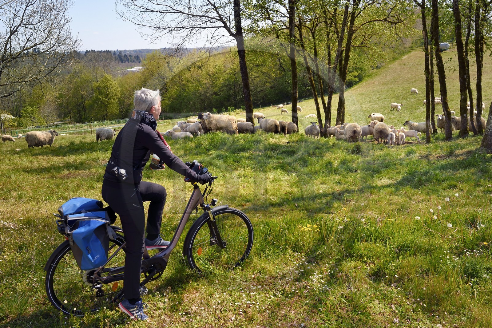France, Charente (16), Souffrignac, cycliste faisant la véloroute La Flow Vélo devant un troupeau de moutons