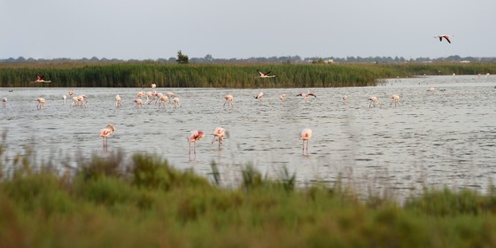 France, Bouches-du-Rhône (13), Parc naturel régional de Camargue, étang de Malagroy, flamants roses (Phoenicopterus roseus)