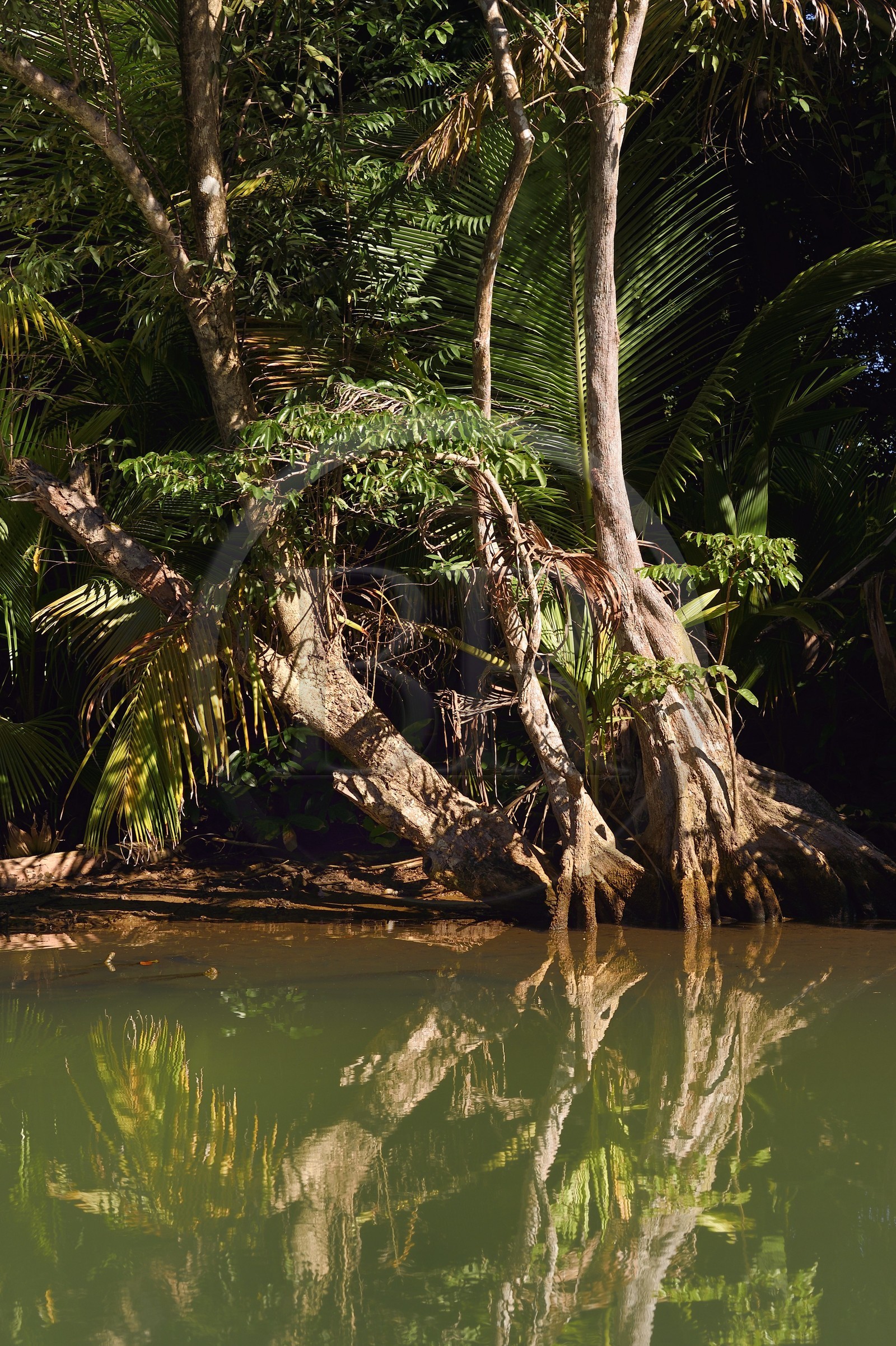 Caraïbes, Ile de la Dominique, Portsmouth, les rives de l'Indian River