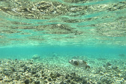 France, Ile de la Reunion, Côte Ouest, Saint-Gilles-Les-Bains (commune de Saint-Paul), poisson dans le récif corallien du lagon de l'Ermitage et de La Saline-Les-Bains (vue sous-marine)