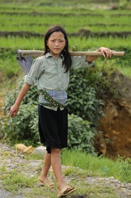 Vietnam, province de Lao Cai, région de Nord-Ouest de Sapa, jeune fille de la minorité Hmong Bleu dans les rizières