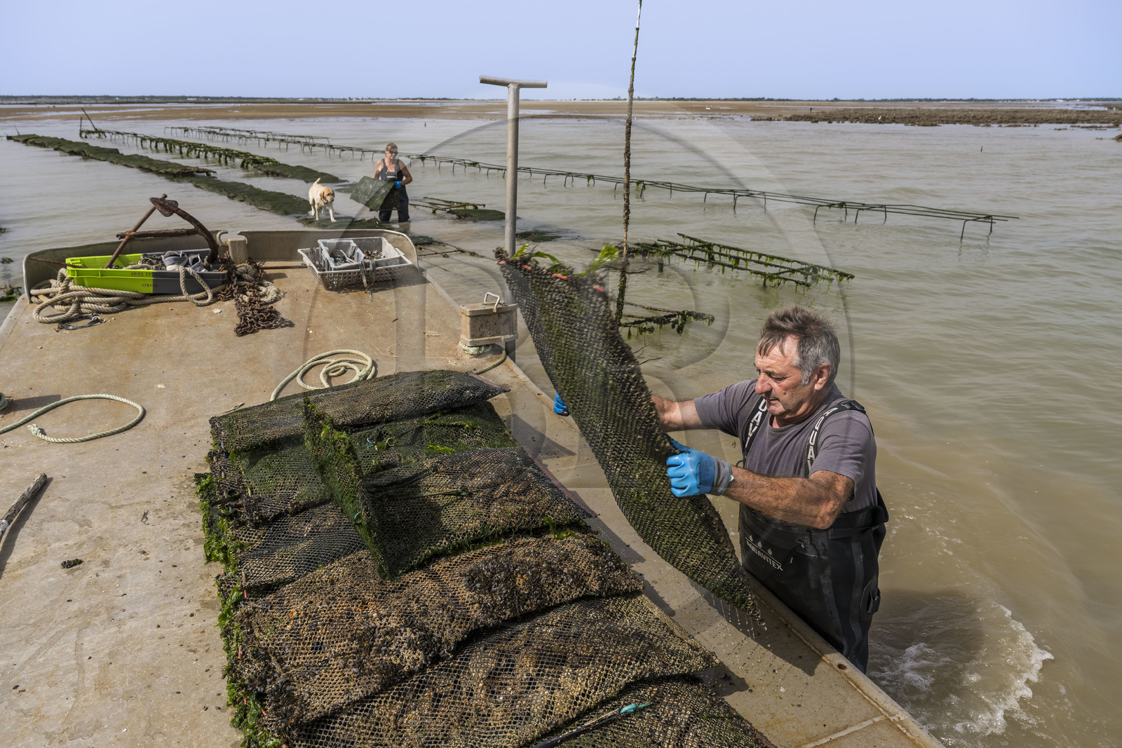 France, Charente Maritime, Oleron island, Dolus d’Oléron, the parks of the Marennes-Oléron basin in the Pertuis d'Antioche, Nadia Quillet and her husband Eric collect bags of crassostrea gigas in their oyster beds during the ebb tide