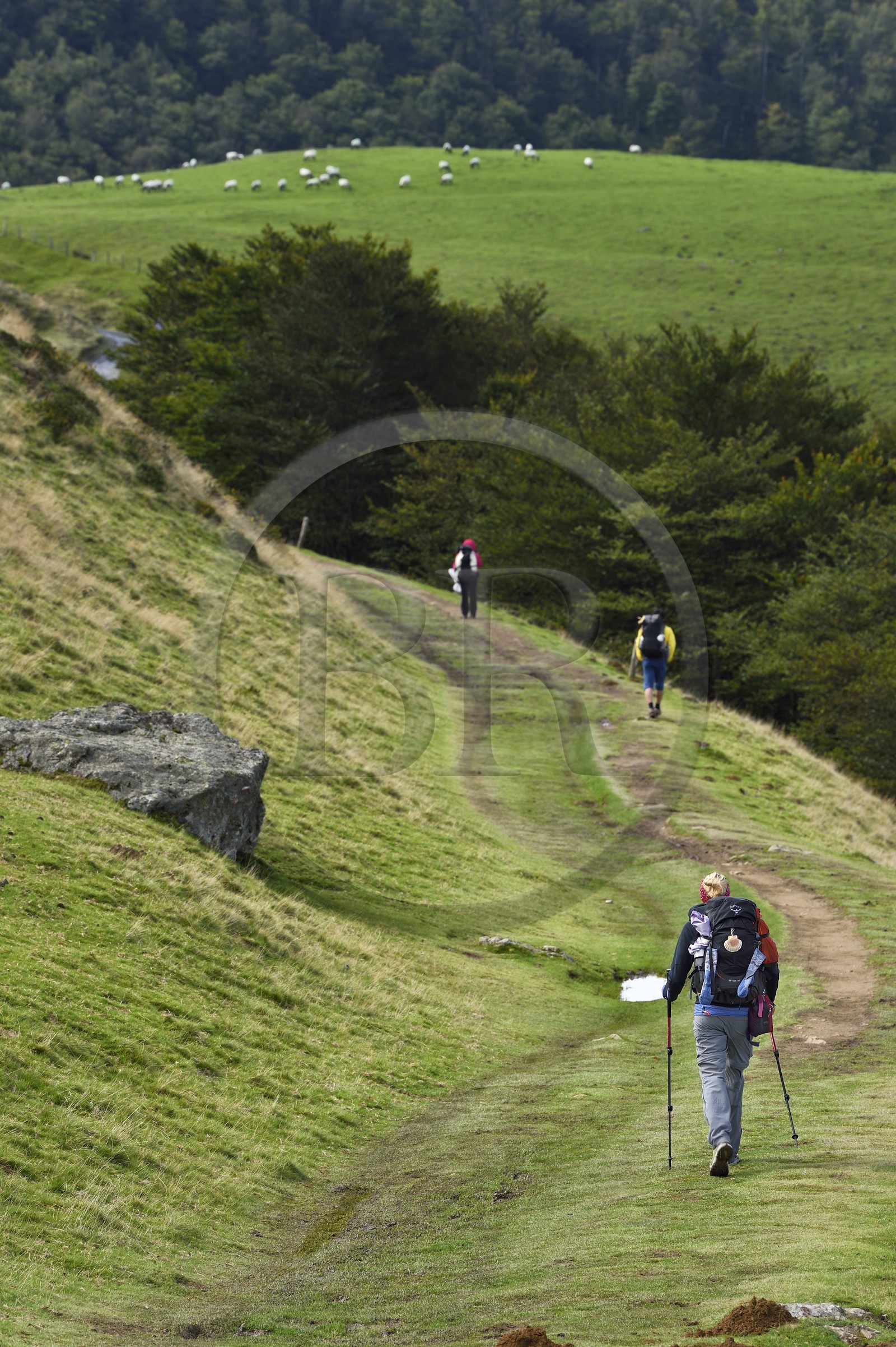 France, Pyrénées-Atlantiques (64), Pays-Basque, chemin de Saint-Jacques de Compostelle sur le GR 65 entre Saint-Jean-Pied-de-Port et Roncevaux, pèlerins sur les pentes du Leizar Atheka